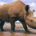 Фотогррфия носорога